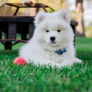 Samoyed Puppies For Sale