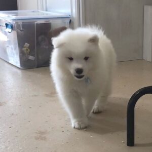 Samoyed Puppies For Sale