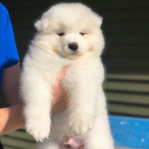 Samoyed Puppies For Sale