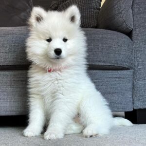 Samoyed Puppy For Sale