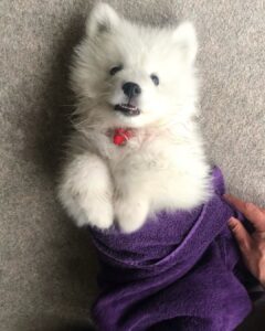 Samoyed Puppy For Sale
