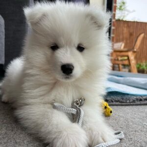 Samoyed Puppy For Sale