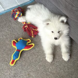 Samoyed Puppy For Sale