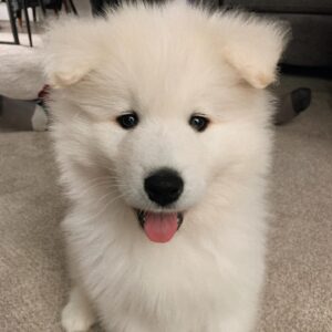 Samoyed Puppies For Sale