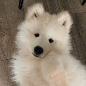 Samoyed Puppies For Sale