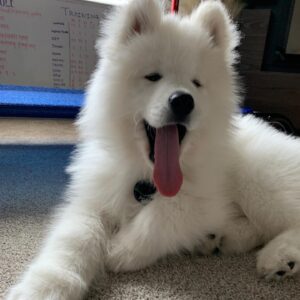 Samoyed Puppies For Sale Samoyed Puppies For Sale