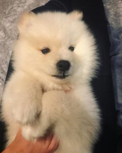Samoyed Puppies For Sale