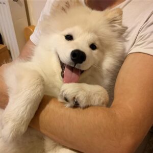 Samoyed Puppies For Sale