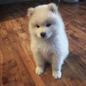 Samoyed Puppies For Sale
