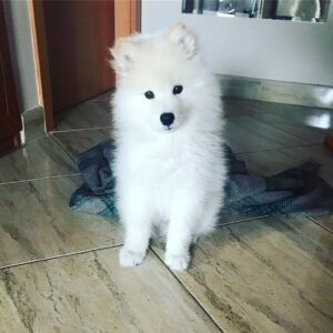 Samoyed Puppies For Sale