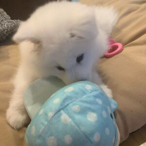 Samoyed Puppies For Sale