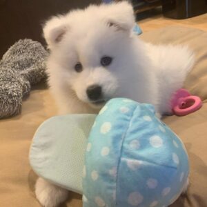 Samoyed Puppies For Sale