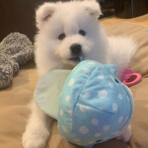 Samoyed Puppies For Sale