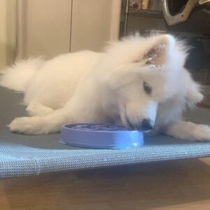 Samoyed Puppies For Sale