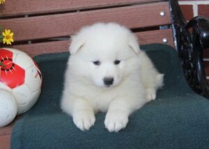 Samoyed Puppies For Sale