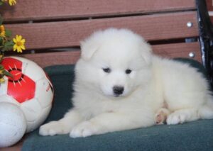 Samoyed Puppies For Sale