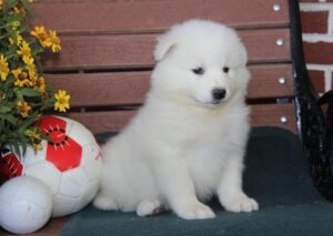Samoyed Puppies For Sale