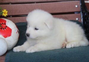 Samoyed Puppies For Sale