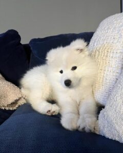 Samoyed Puppies For Sale