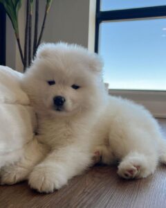 Samoyed Puppies For Sale