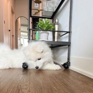 Samoyed Puppies For Sale