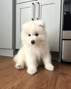 Samoyed Puppies For Sale