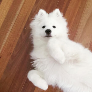 Samoyed Puppies For Sale
