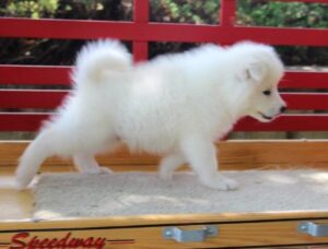 Samoyed Puppies For Sale