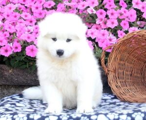 Samoyed Puppies For Sale