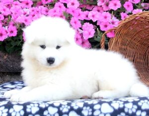 Samoyed Puppies For Sale