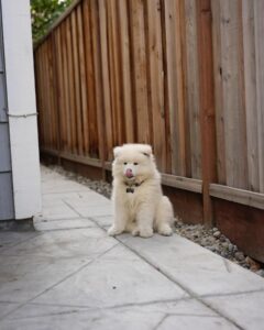 Samoyed Puppies For Sale