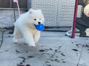 Samoyed Puppies For Sale