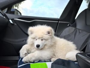 Samoyed Puppies For Sale