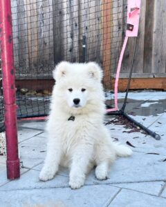 Samoyed Puppies For Sale