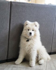 Samoyed Puppies For Sale