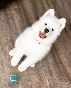 Samoyed Puppies For Sale