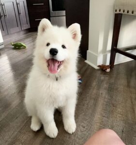 Samoyed Puppies For Sale