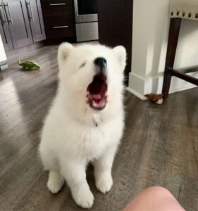 Samoyed Puppies For Sale