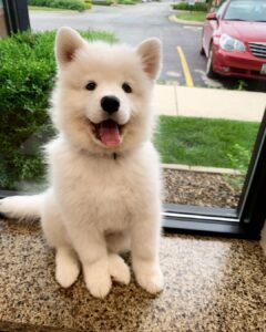 Samoyed Puppies For Sale