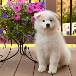 Samoyed Puppies For Sale