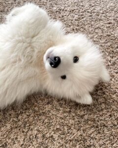 Samoyed Puppy For Sale