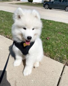 Samoyed Puppy For Sale