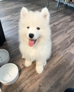 Samoyed Puppy For Sale