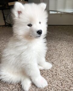 Samoyed Puppy For Sale