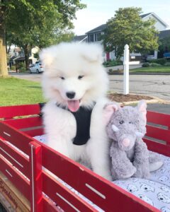 Samoyed Puppies For Sale