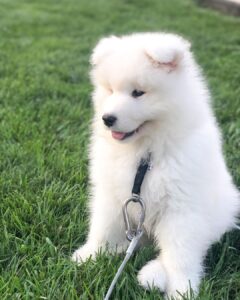 Samoyed Puppies For Sale