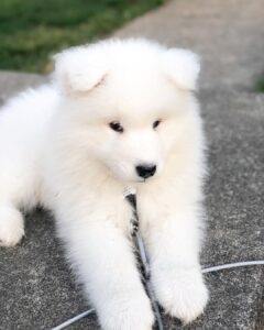 Samoyed Puppies For Sale