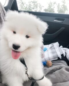 Samoyed Puppies For Sale
